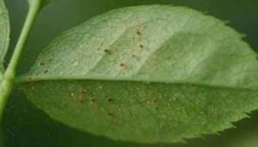 Как сохранить комнатные растения от паутинного клеща: секреты и советы