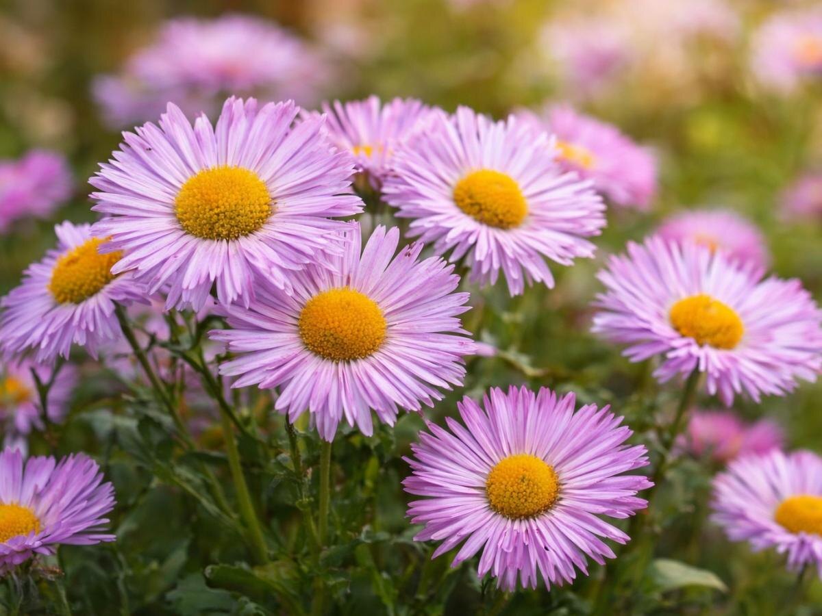 Цветы-соседи ромашки: яркие альтер ego для вашего сада