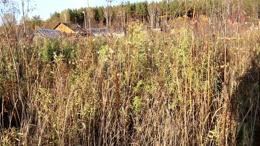 Как забыть о сорняках: простой и дешёвый способ, который работает