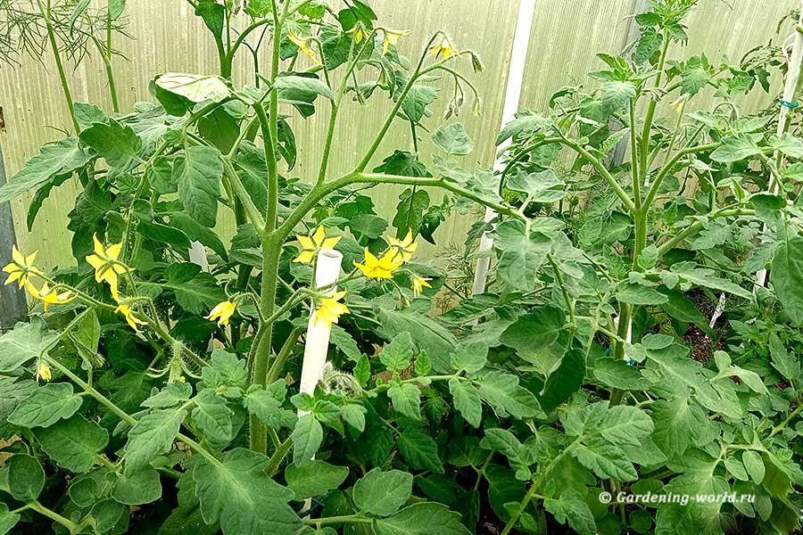 Как правильно обрезать листья на помидорах: советы и рекомендации