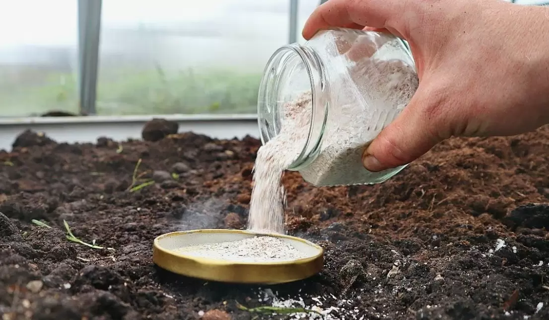Как правильно использовать яичную скорлупу в огороде: мифы и правда