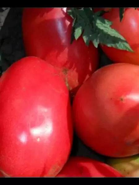 Томат Сердолик: надежный сорт для любых условий