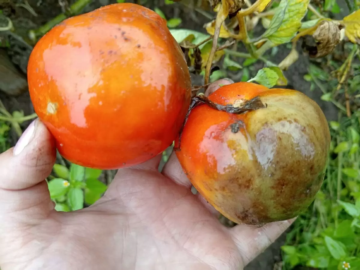 Как справиться с больными помидорами: полезные советы для огородников