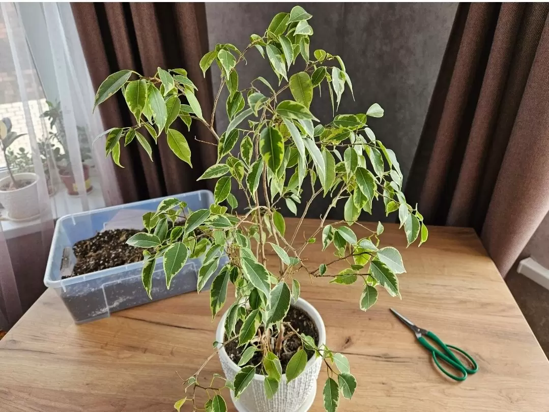 Фикус Бенджамина: как избежать пяти распространенных ошибок в уходе