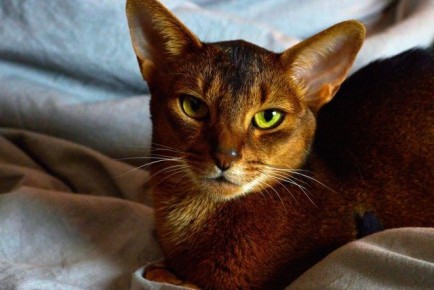 ������� �������������: 10 ����� ����������� �����, � �������� ������ �������