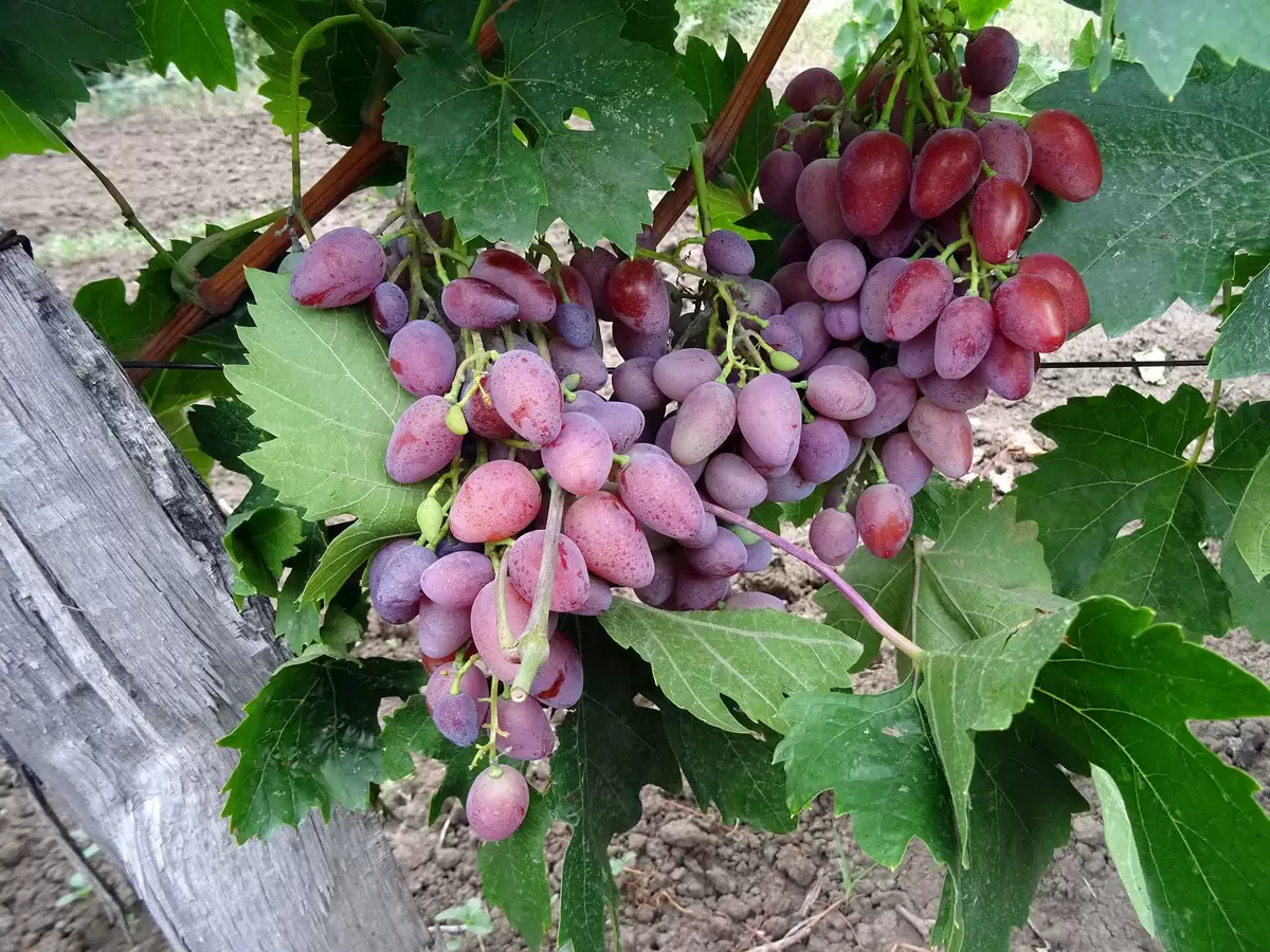 Забытые сорта винограда: три фаворита для успешного дачного урожая