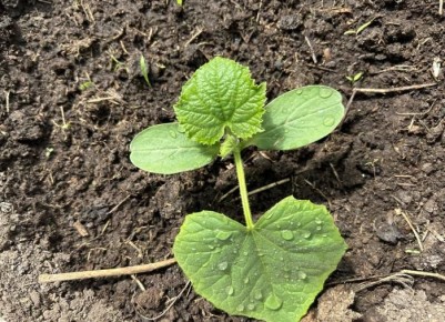 ��� ��������� ����������� ������� � ���������: ������ ������� ���������