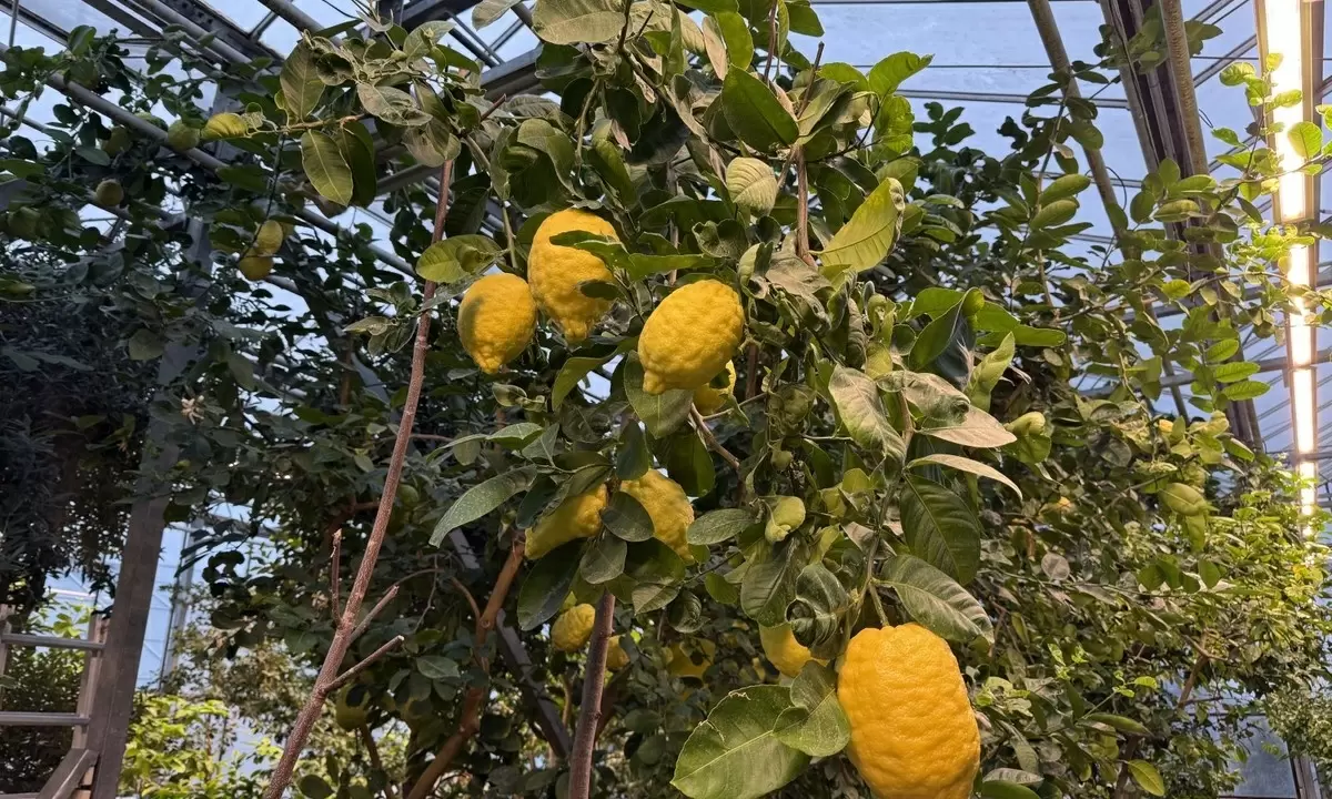 Захватите последние дни зимы в лимонарии Минского ботанического сада