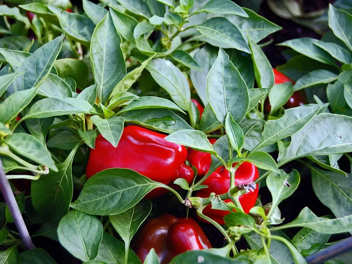 Как вырастить идеальный болгарский перец: секреты успеха в поливе
