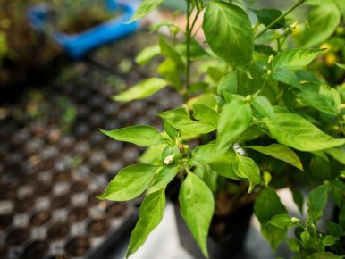 Недостаток света и избыток тепла: как растягивание рассады сигнализирует о проблемах