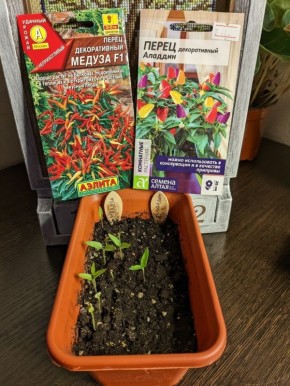 Декоративные перцы: как создать яркий акцент в контейнерном саду