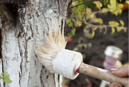 Почему осенняя побелка деревьев — ключ к здоровью вашего сада