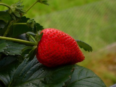 Как правильно укрыть клубнику на зиму для богатого урожая