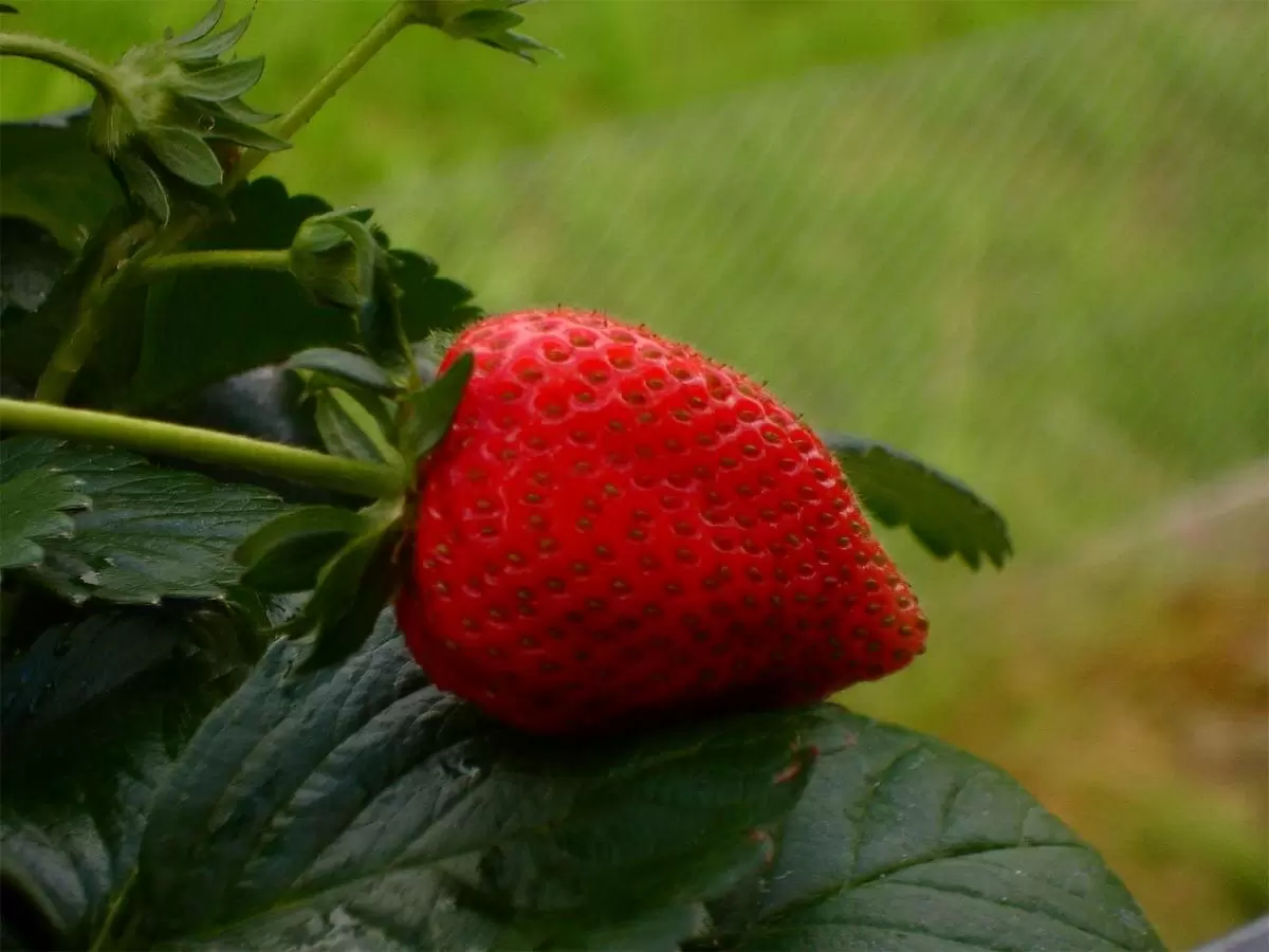 Как правильно укрыть клубнику на зиму для богатого урожая