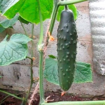 ������ ������� ��������: ��������� ������ ��� ������ ���������� �������