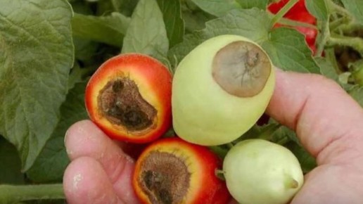 ��������� ����� �������: ��� ������� ����� ������� ������