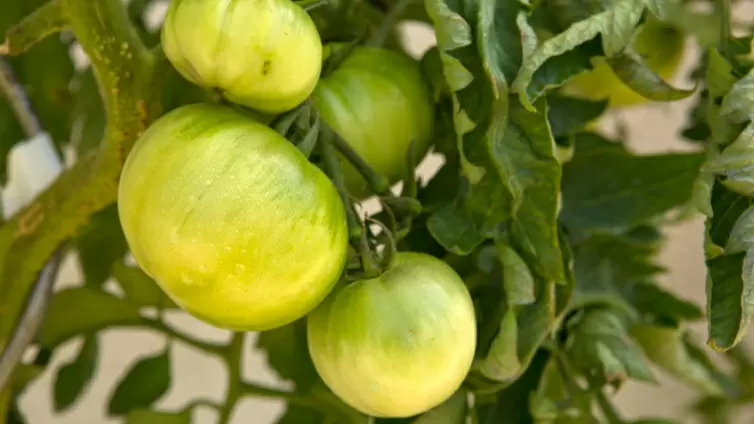 Как уловить лето в банке: секреты домашнего дозревания помидоров