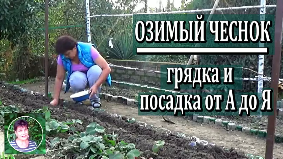 Все секреты успешной посадки зимнего чеснока: пошаговая инструкция