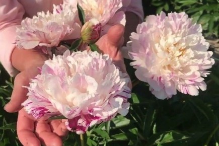 ���� ����� ������: ��� ��������� � ��������� �� ���� ��������� ���������