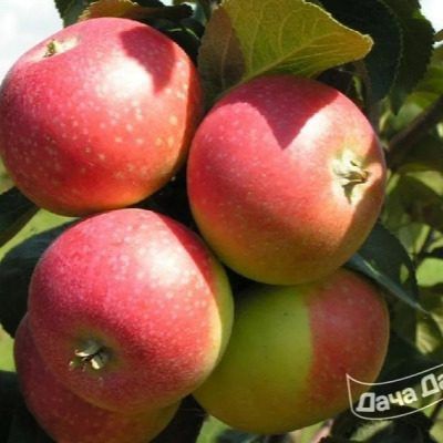 ������ �����������: ������ ���� ��� ������ ����