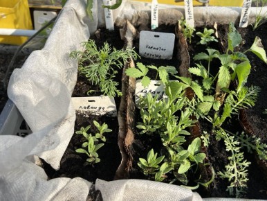 Что посеять в декабре?