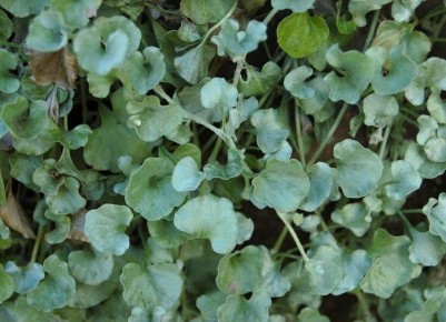 Дихондра серебристая: идеальное растение для вашего дачного оазиса