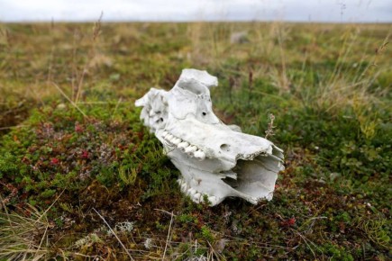 Специалист Департамента ПР и АПК НАО пояснил, что делать с останками животных и не попасть под статью