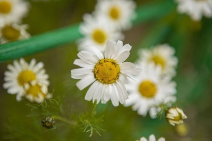 Жителям НАО о клещах: опубликован список наиболее опасных регионов для отпуска