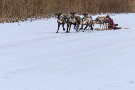 Столетие у истоков тундры. Юбилей посёлка Хорей-Вер