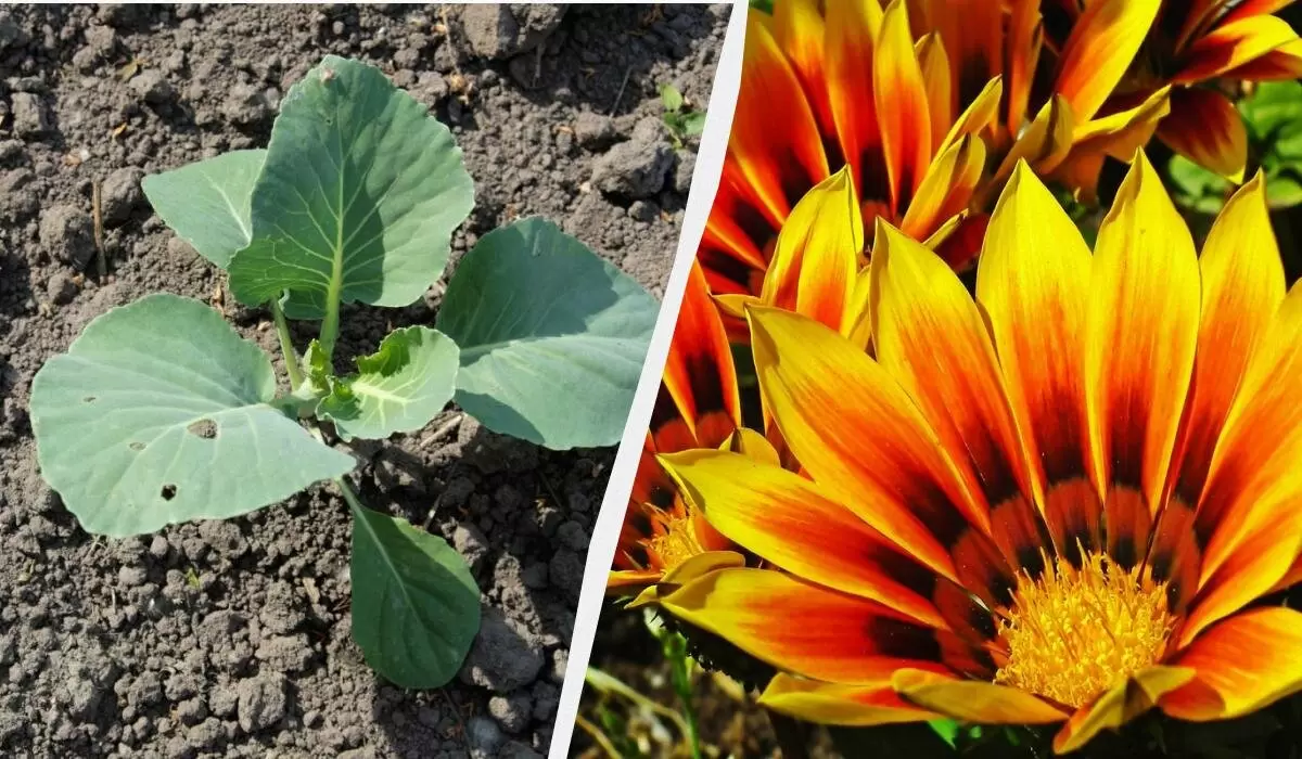 Растения на даче, которые не требуют постоянного ухода