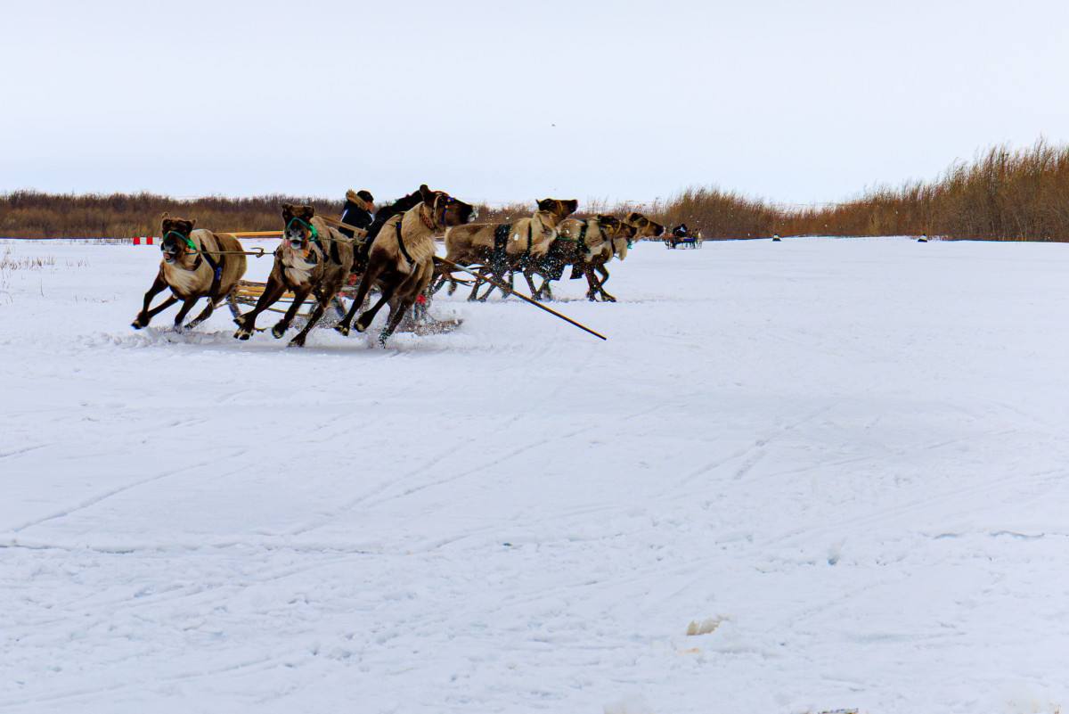 Столетие у истоков тундры. Юбилей посёлка Хорей-Вер Столетие у истоков тундры. Юбилей посёлка Хорей-Вер