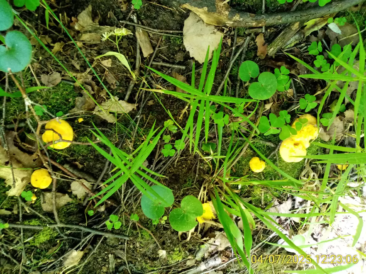 Лисички в лесу: первые дары осени, которые радуют грибников