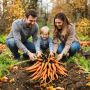 Когда именно убирать морковь из земли и чем это важно — практический взгляд