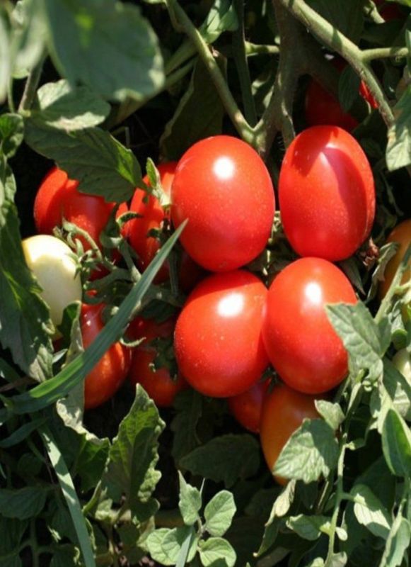 ����� ��������: ���������� ������ ������ ��� ������� � �����������