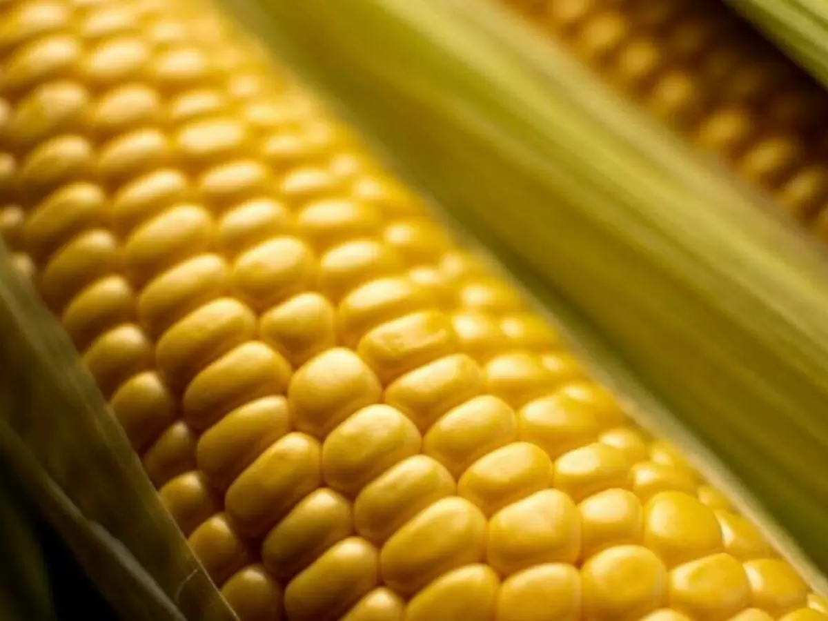 Как выбрать идеальный сорт кукурузы: секреты для истинных гурманов