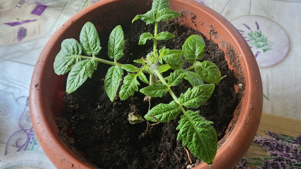��� ������������ ������ �� ������ ����� � ������ ����������� �����