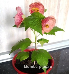 ��� ��������� �������� �� �����: �� ������ �� ��������