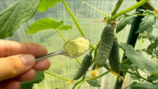 ��� �������� ��������� ������ �������: ���������������� ������ �����������