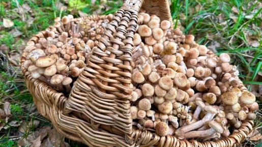 ����� ������� ������ �������� ����� �� ������ ��������