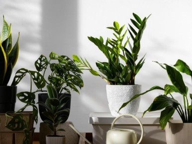 �������� ������� ����� ��� ������: ������ �������� ��� �������