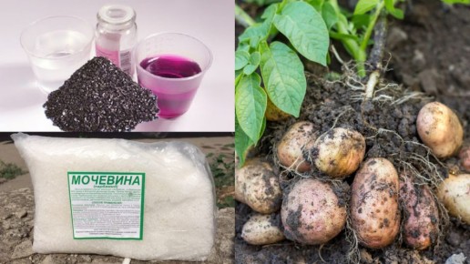 ����������� �������� ����: ��� ����������� � �������� �������� ���������� �� ���������� � ��������