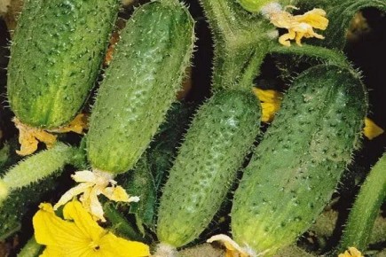 ������ ������: ��� ������� ���������� ������ � �����������