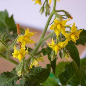 ����������� ������� ��� ��������� ����������� ���������: ������ ���������