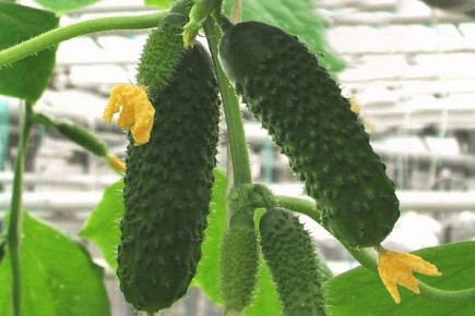 ����� ������� ��������: ��������� ������� ��� ������ �������