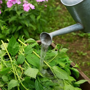 ���-������� ��� ���������: ������ �� ����� ��� ������������ �������� ����������