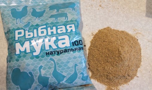 ������ ����: ������ �������� ��� �������� �����