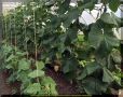 Как предотвратить потерю урожая огурцов: успешные стратегии для садоводов