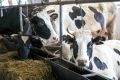 Животноводческий комплекс в Нижней Пёше получит миллион из районного бюджета