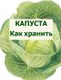 Секреты идеального хранения капусты