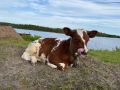 Анна Долгарева: С другой стороны, я тут ужинаю камбалой и предложила кое-что запрещенное в РФ двум пьяным мальчикам, настойчиво домогавшимся моего внимания, я вообще, как вы понимаете, не являюсь воплощением кротости и...